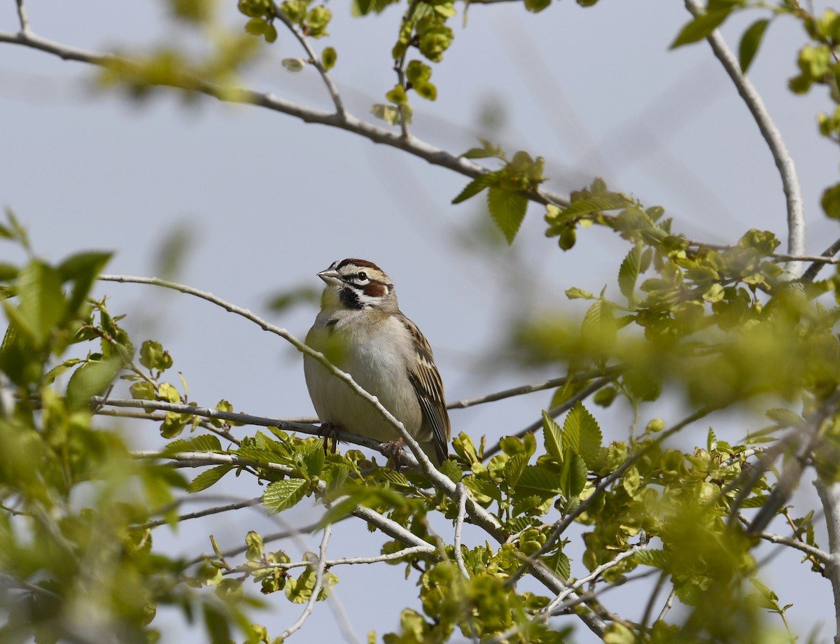 Lark Sparrow - ML443451141