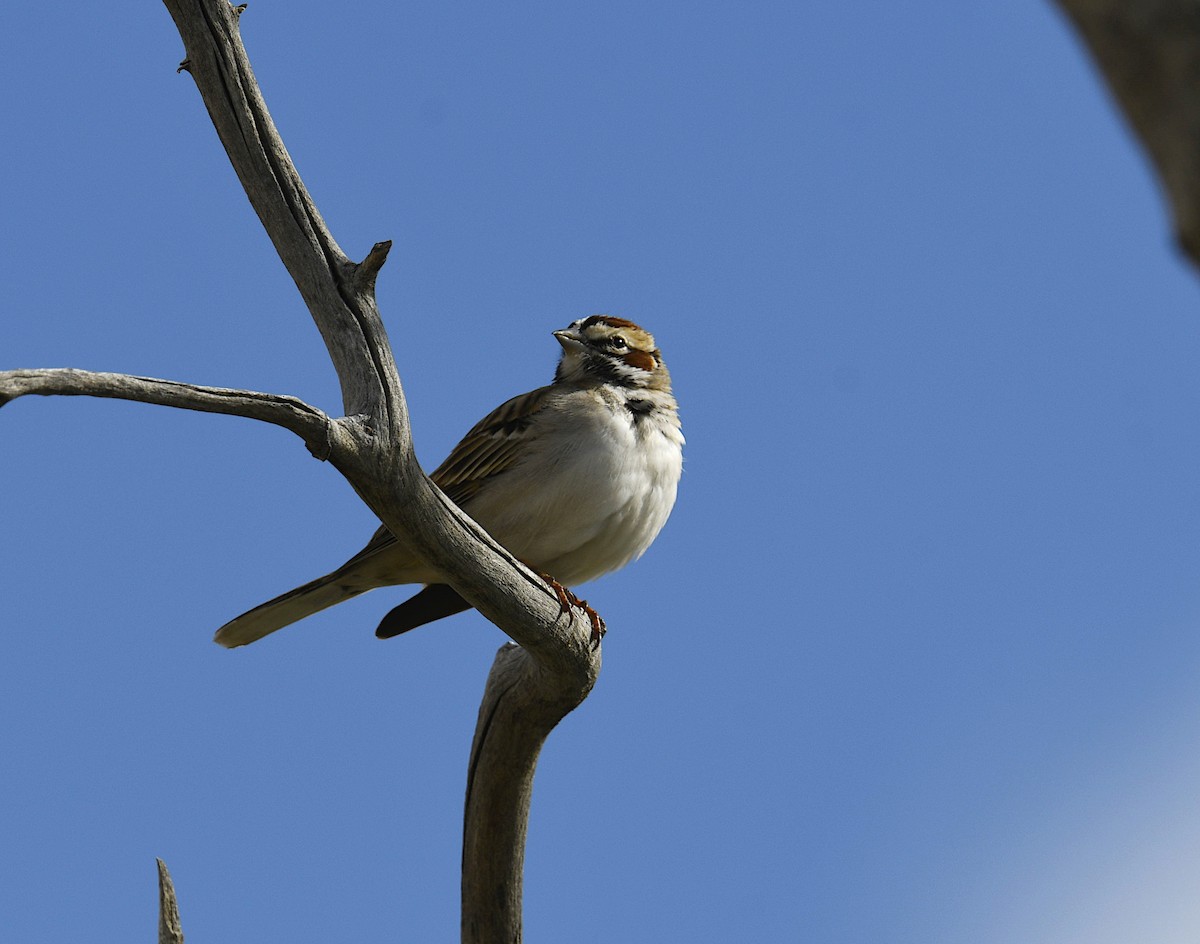 Lark Sparrow - ML443451181