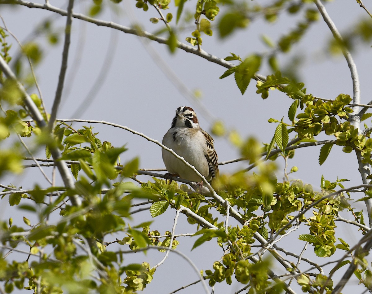 Lark Sparrow - ML443451201