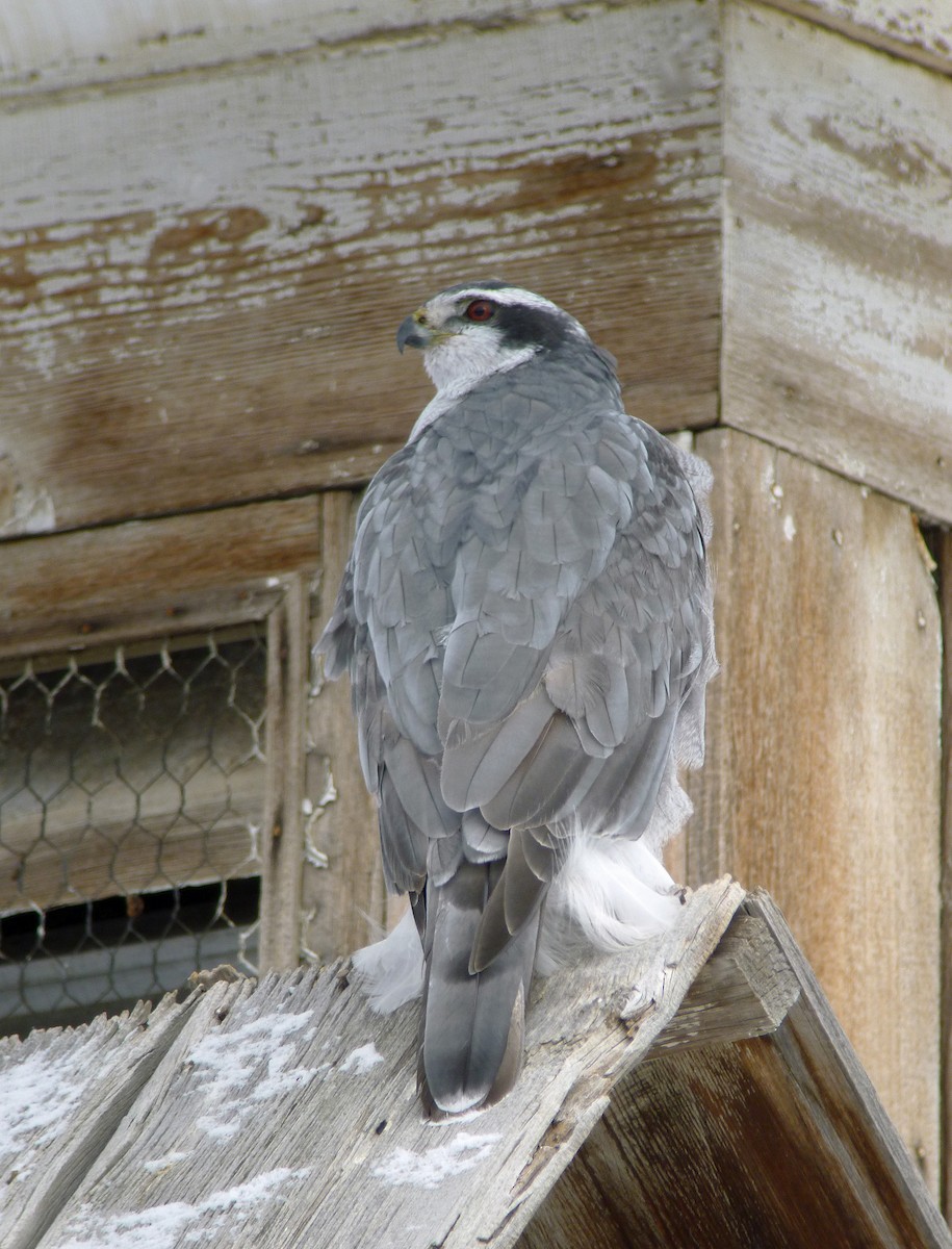 American Goshawk - Nate Kohler