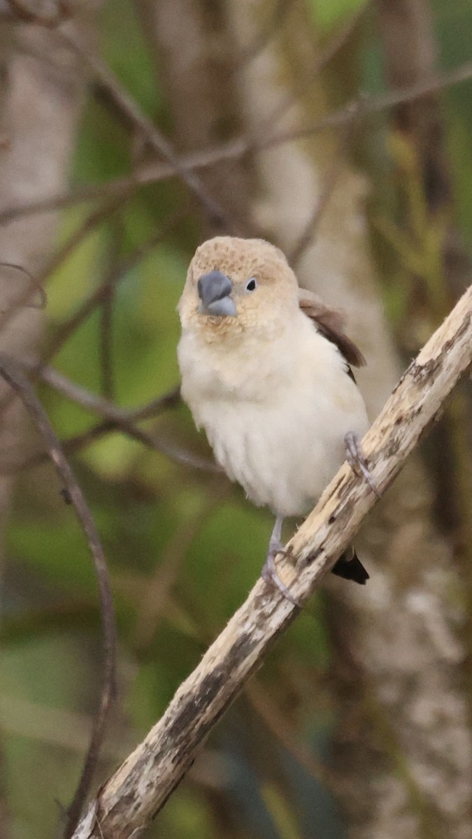 African Silverbill - ML443454181