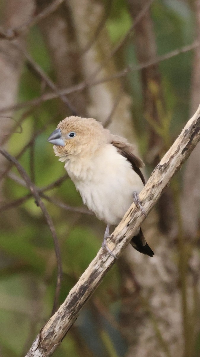 African Silverbill - ML443454191