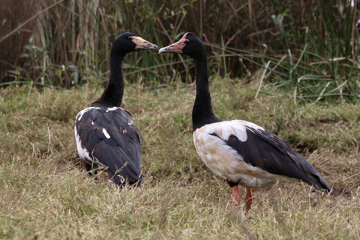 Magpie Goose - ML443454841