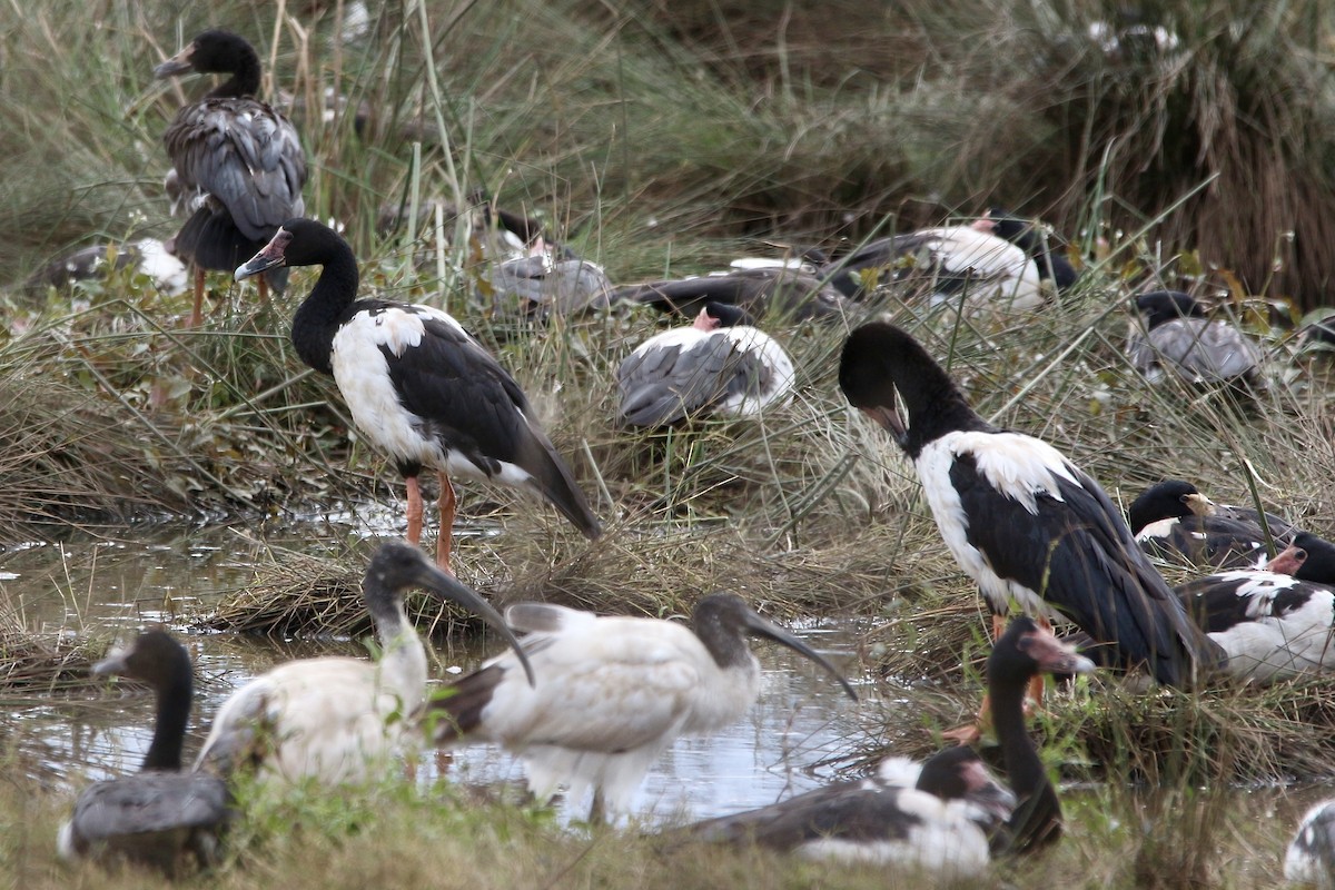 Magpie Goose - ML443454881