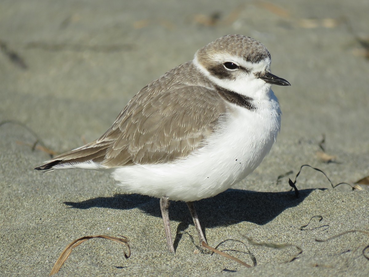 Snowy Plover - ML44345491