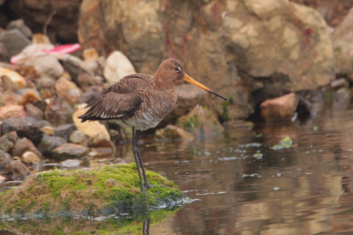 Black-tailed Godwit - ML443455511