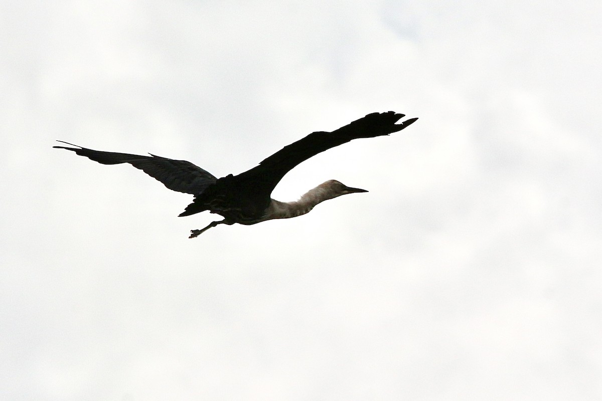 Pacific Heron - Pauline and Ray Priest