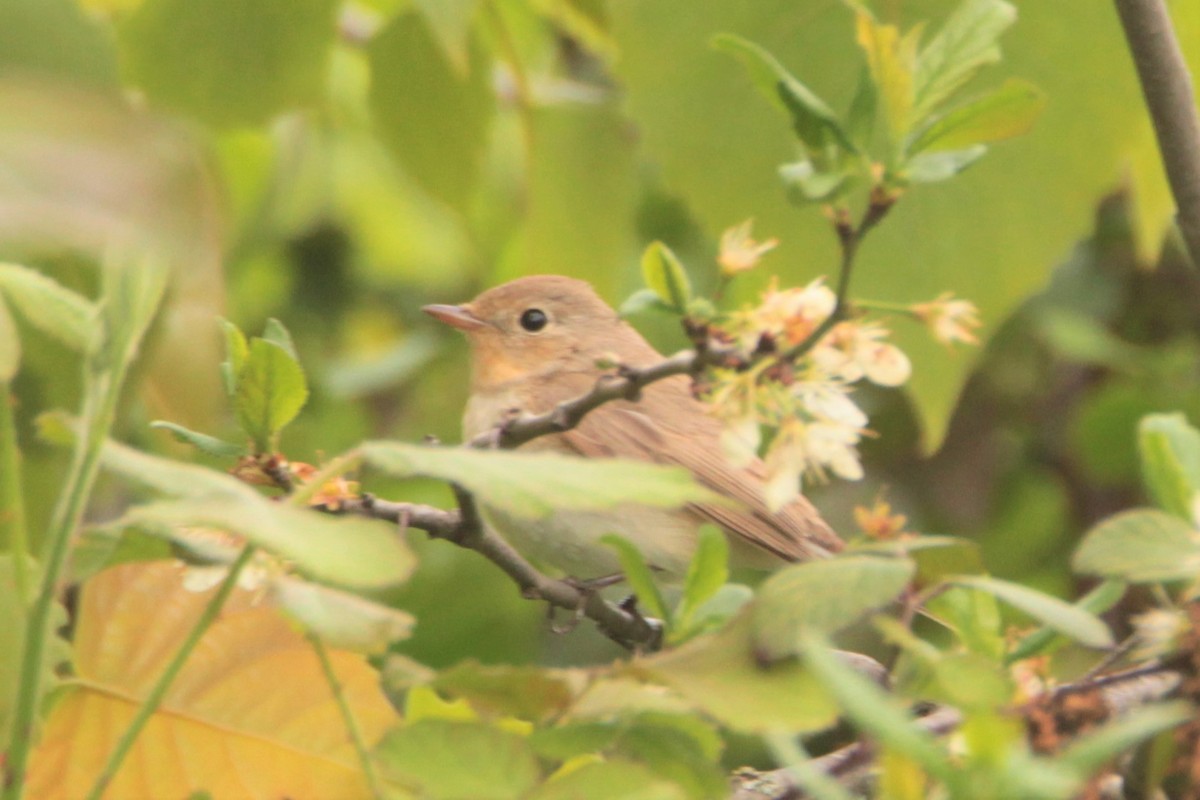 Red-breasted Flycatcher - ML443455591