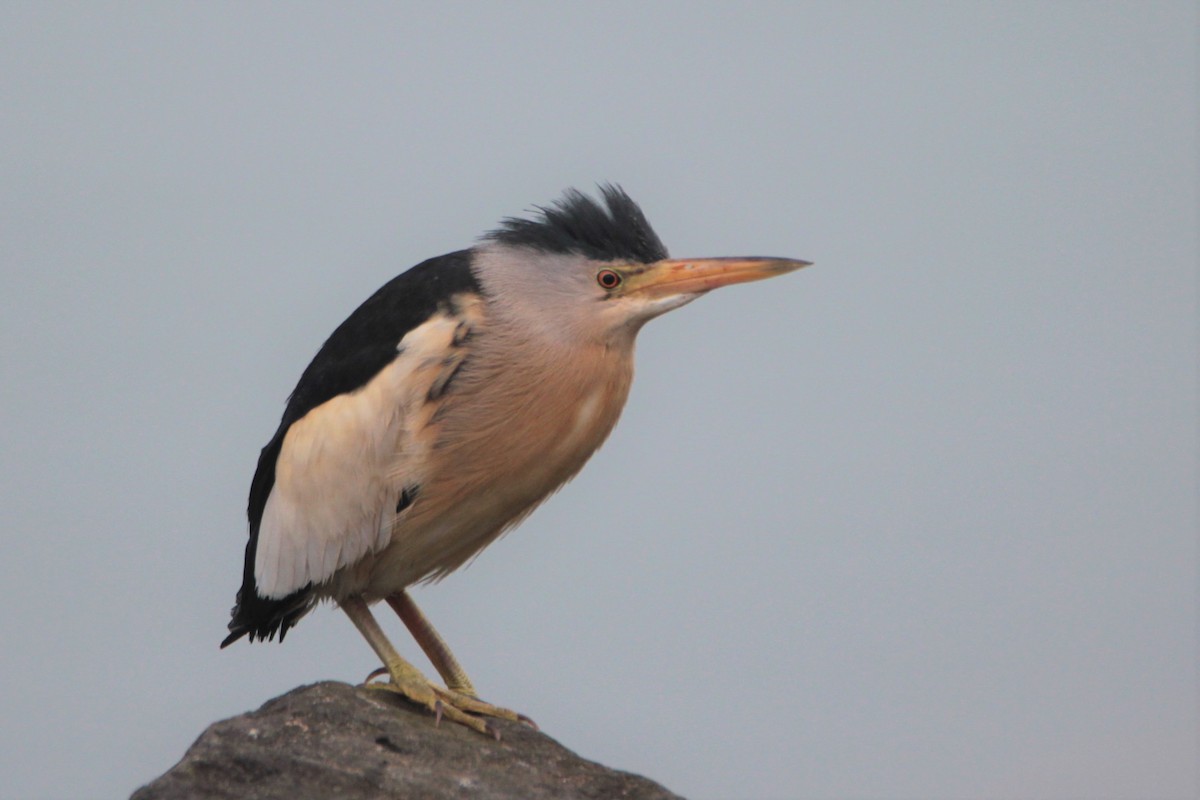 Little Bittern - ML443456041