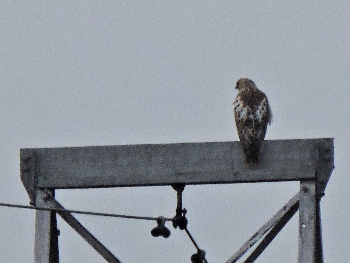 Red-tailed Hawk - ML443458681