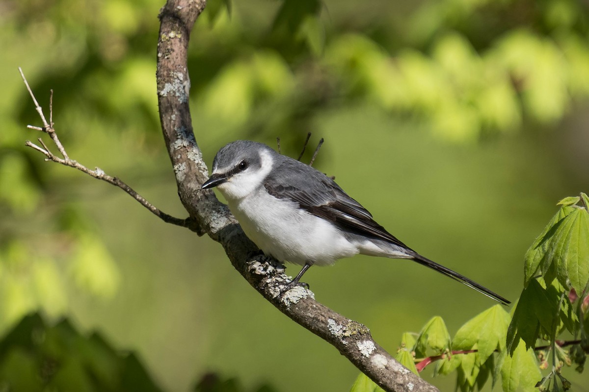 Ashy Minivet - ML443459021