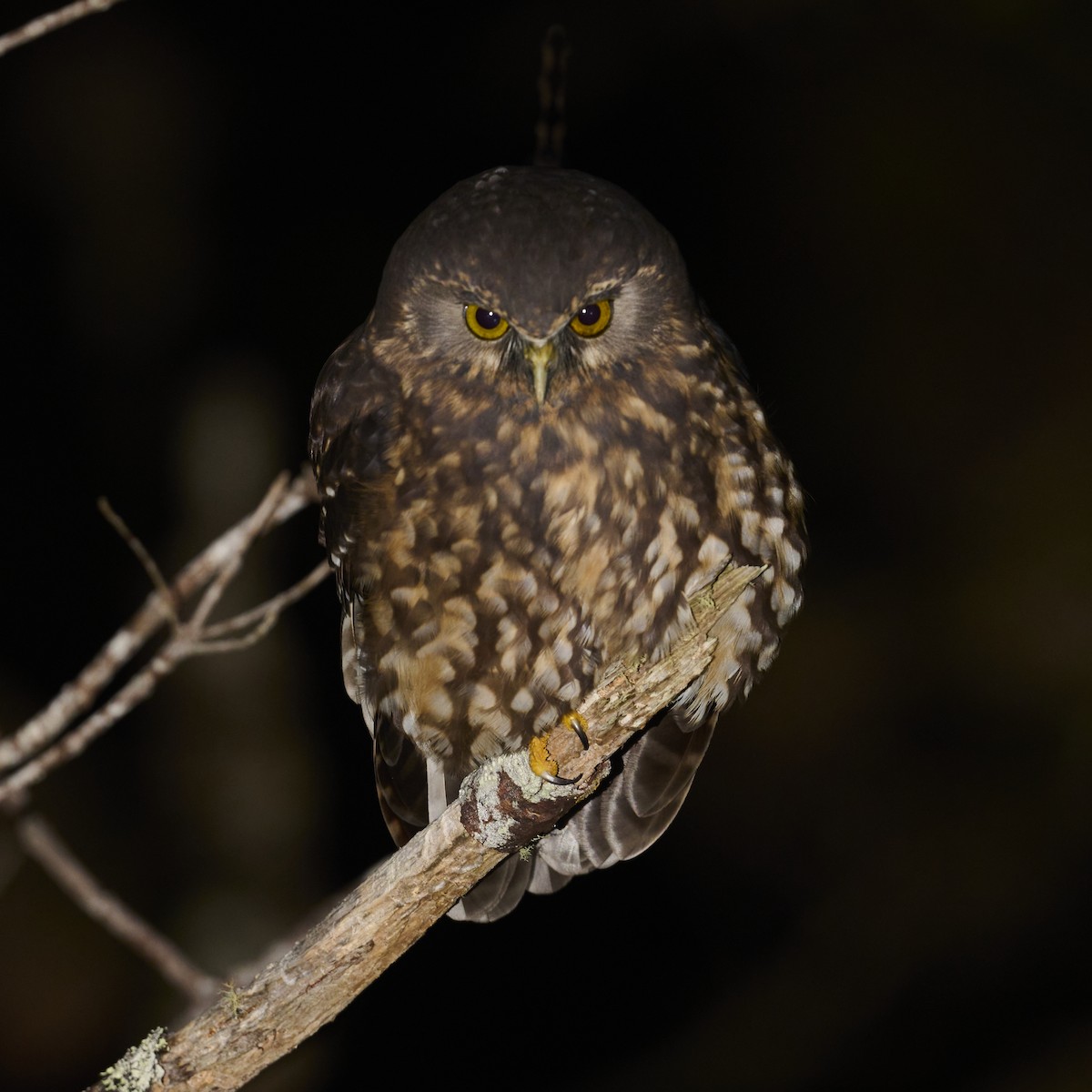 Morepork - ML443459461