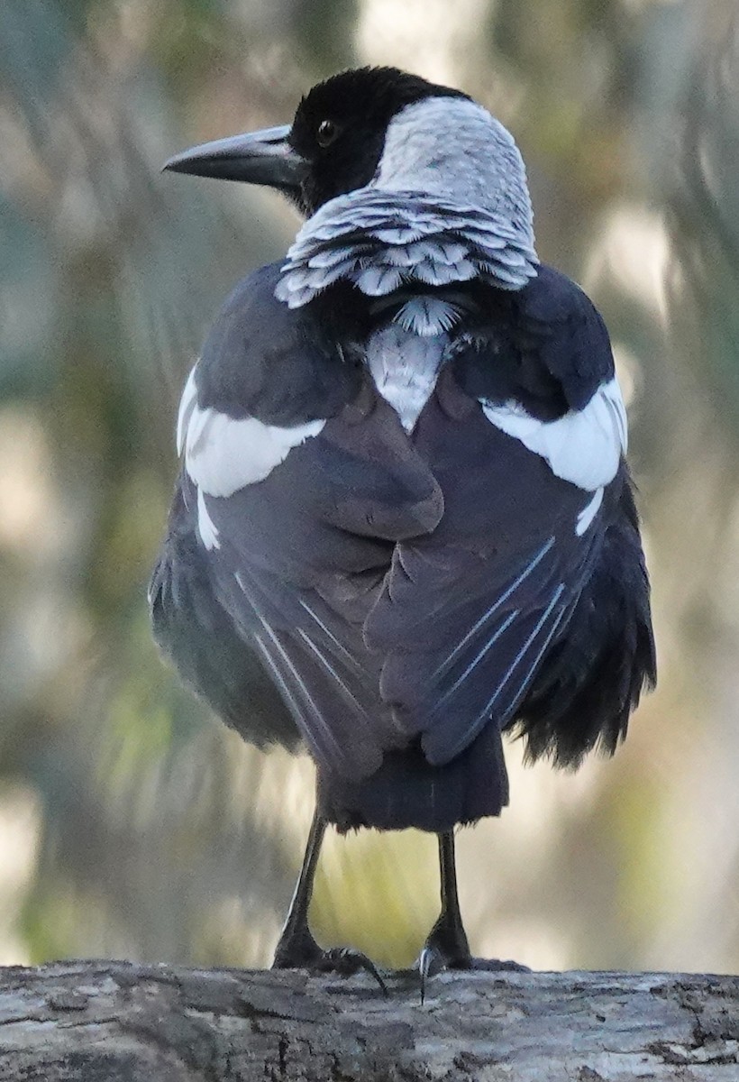 Australian Magpie (White-backed) - ML443466281