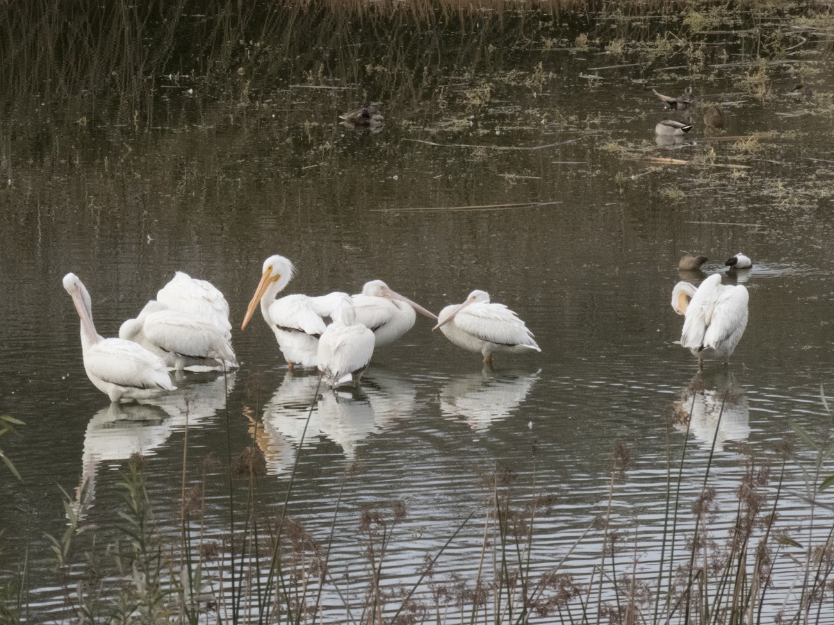 American White Pelican - ML44346941