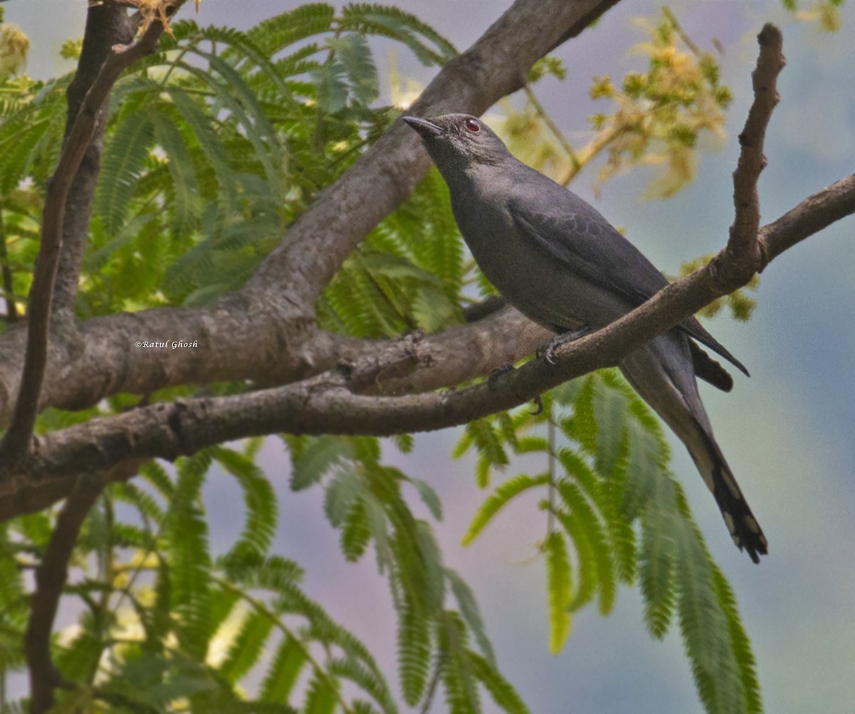 Black-winged Cuckooshrike - ML443470631