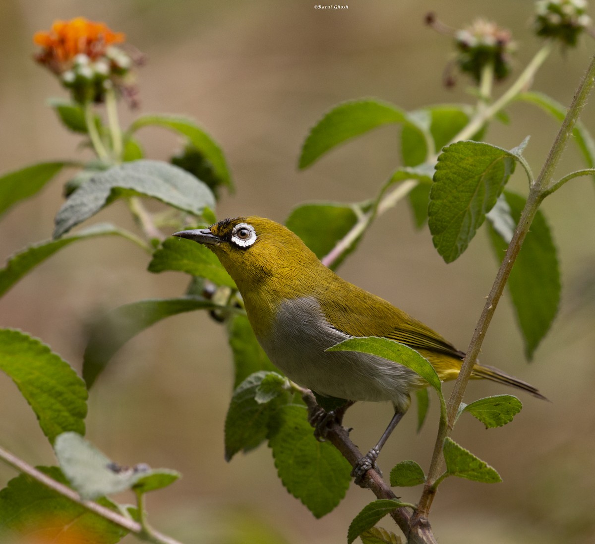 Indian White-eye - ML443470691