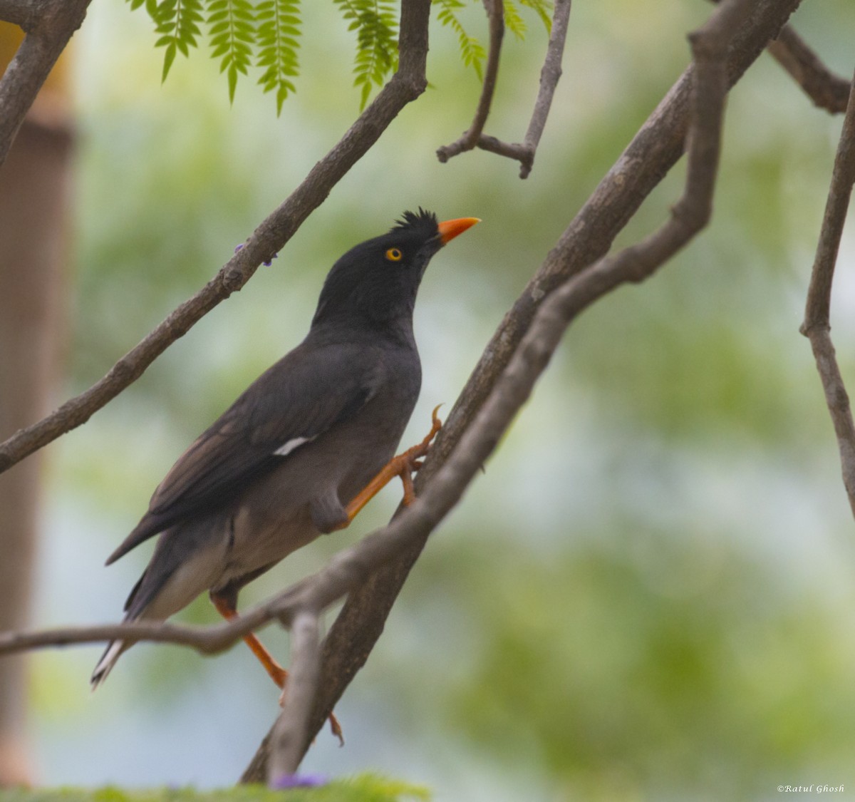 Jungle Myna - ML443470701