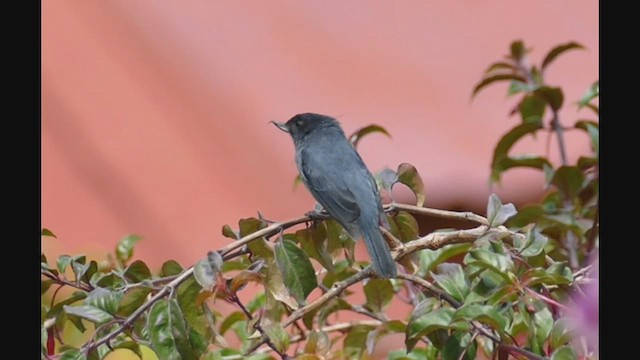 Slaty Flowerpiercer - ML443470911