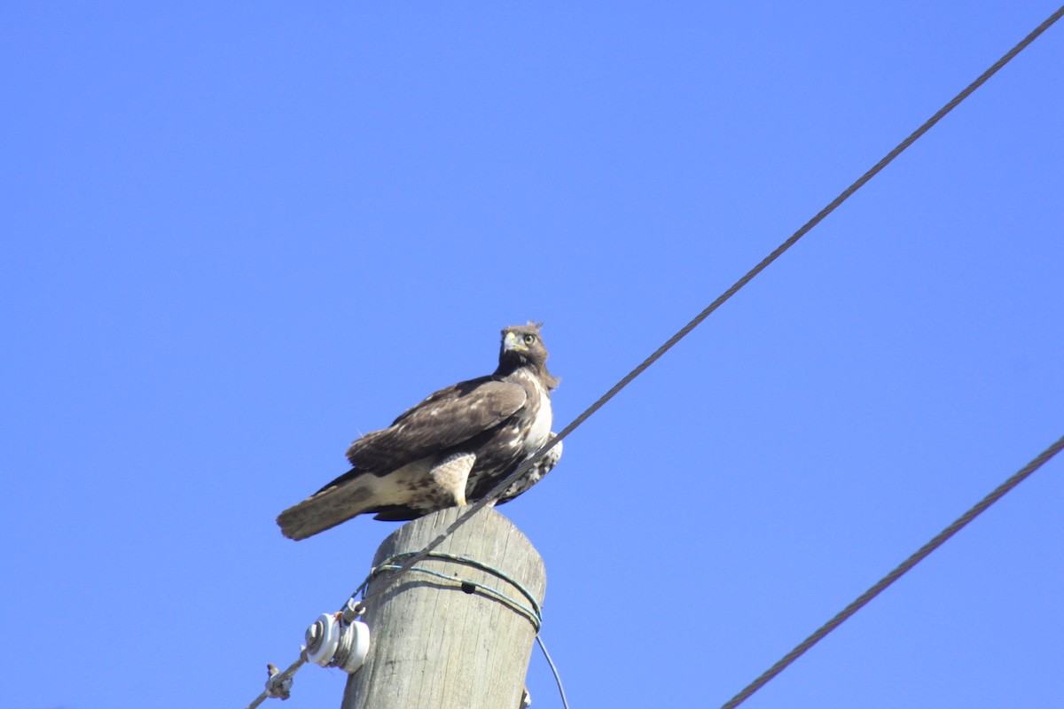 Red-tailed Hawk - ML44347221
