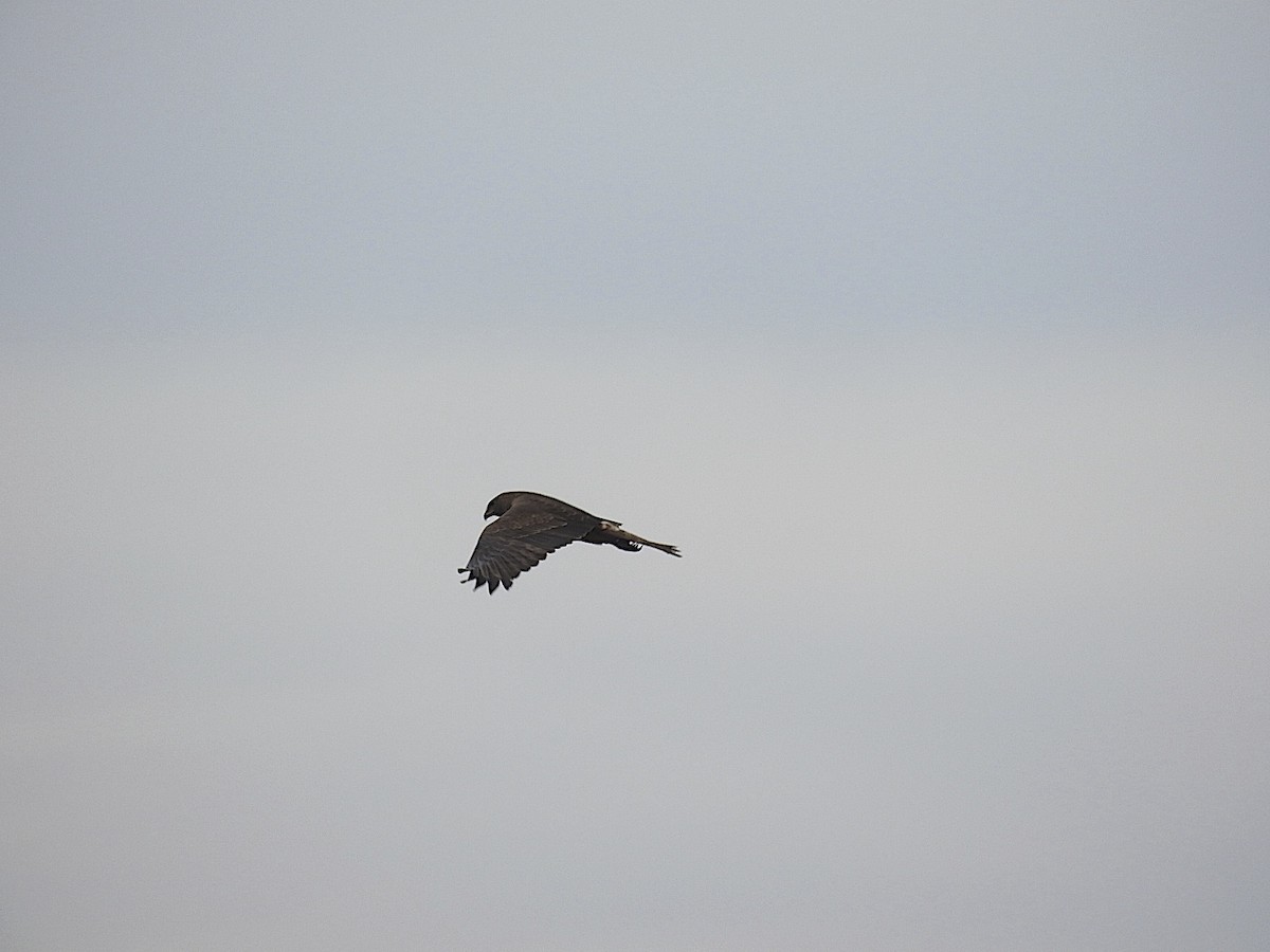 Swamp Harrier - ML443472381