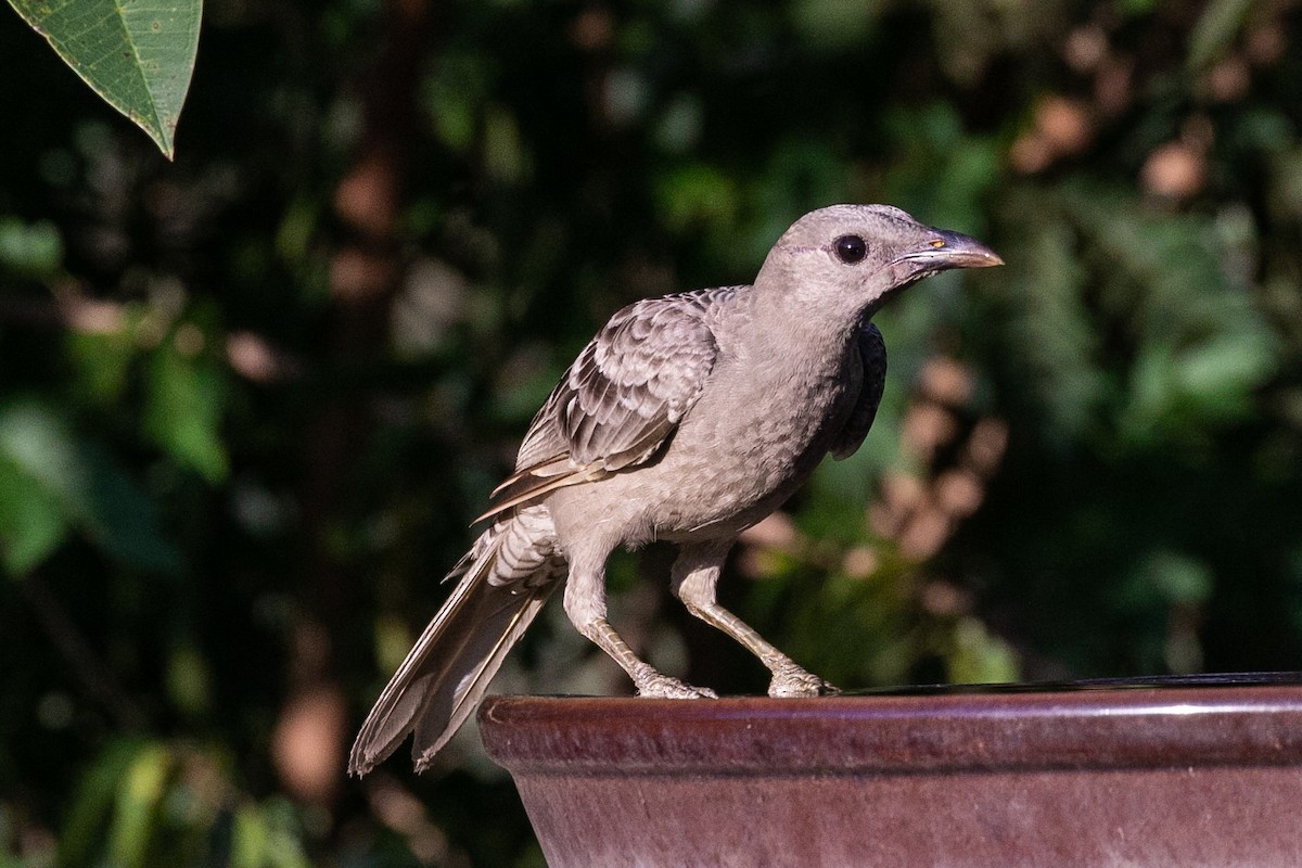 Great Bowerbird - Janis Otto