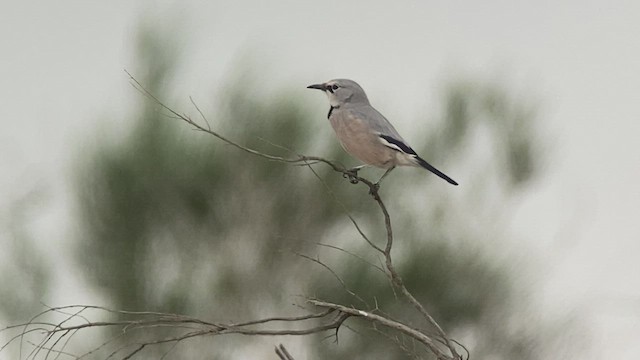 Arrendajo Terrestre del Turquestán - ML443473271