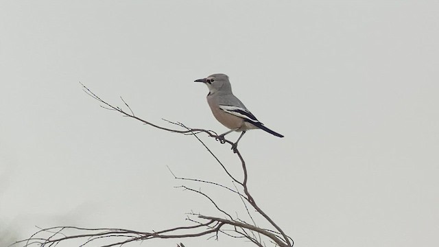 Arrendajo Terrestre del Turquestán - ML443473281