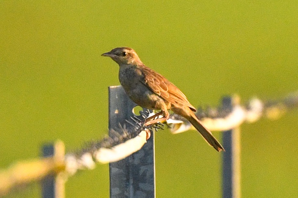 Rufous Songlark - Harn Sheng Khor