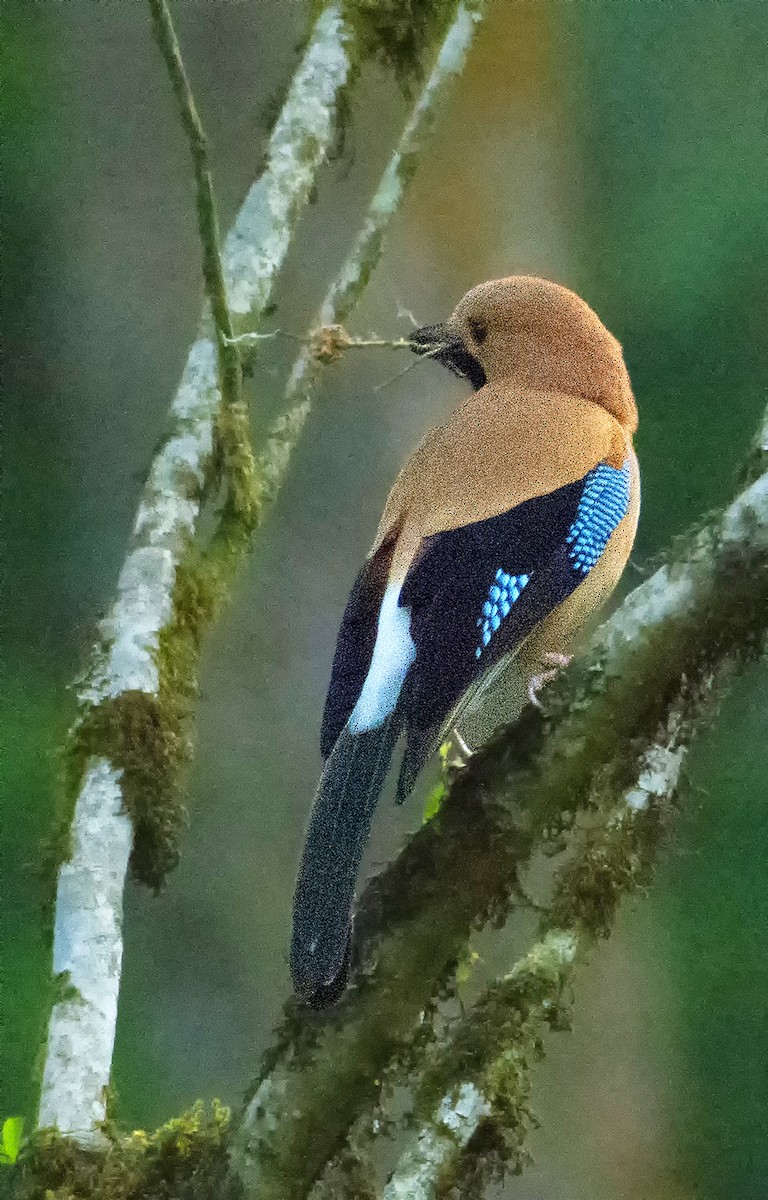 Eurasian Jay - ML443473681