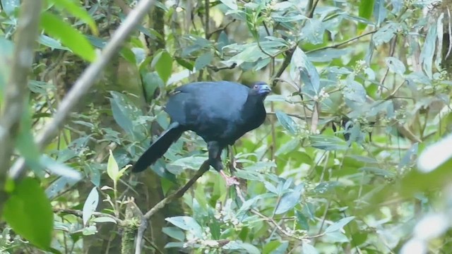 Black Guan - ML443473931