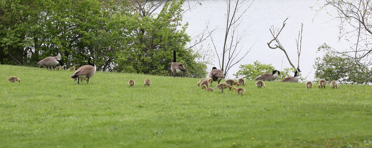 Canada Goose - ML443474141