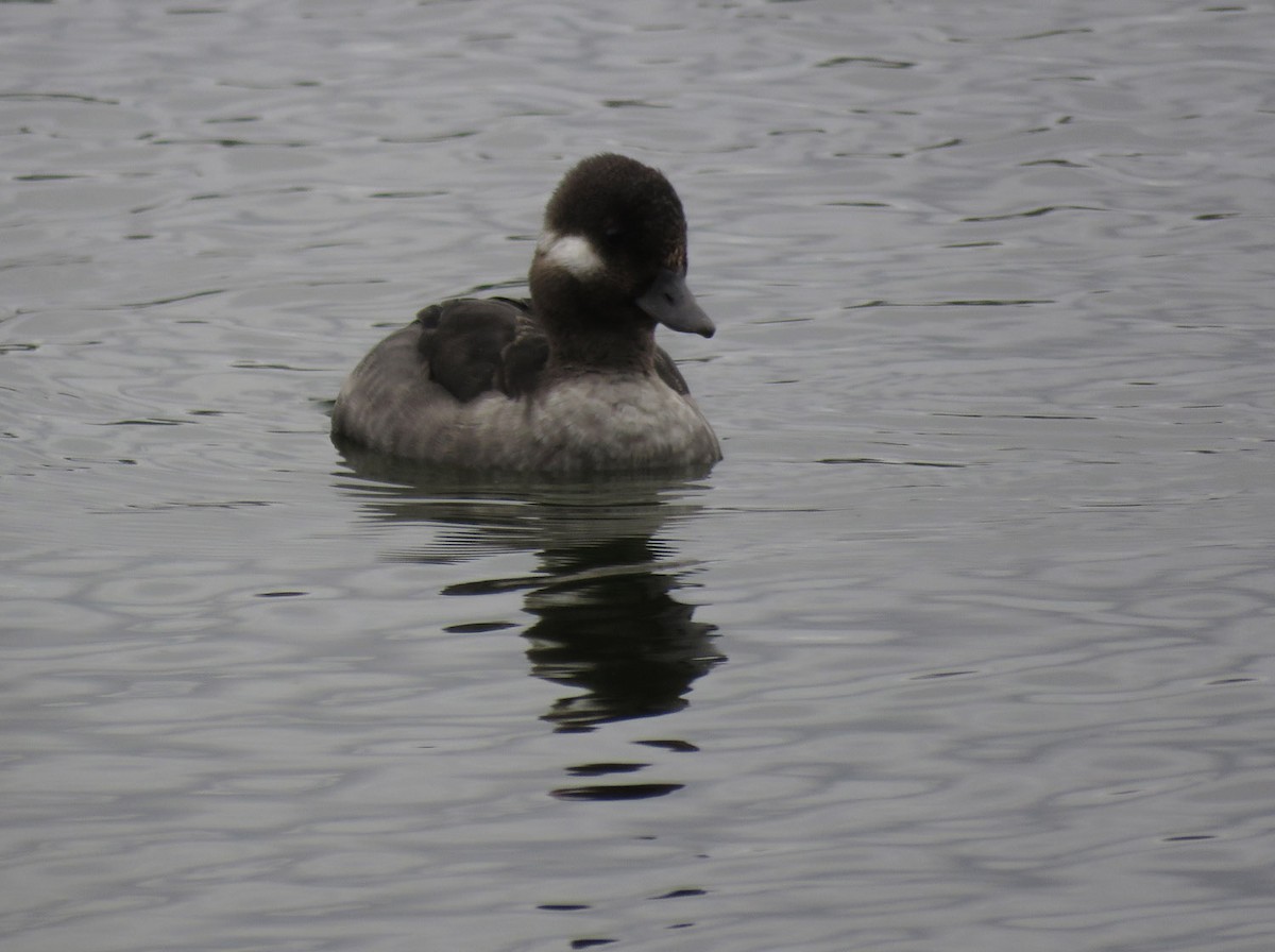 Bufflehead - ML443474671