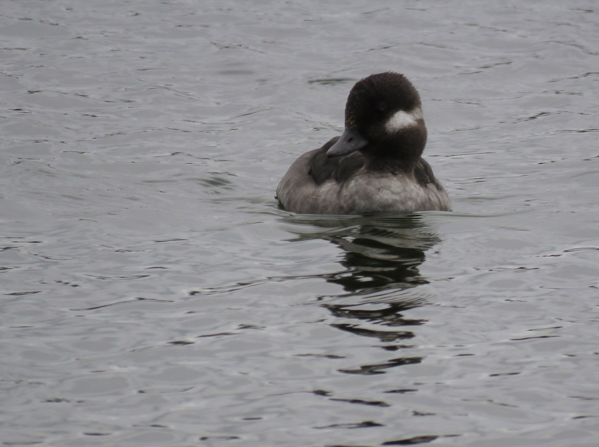 Bufflehead - ML443474691