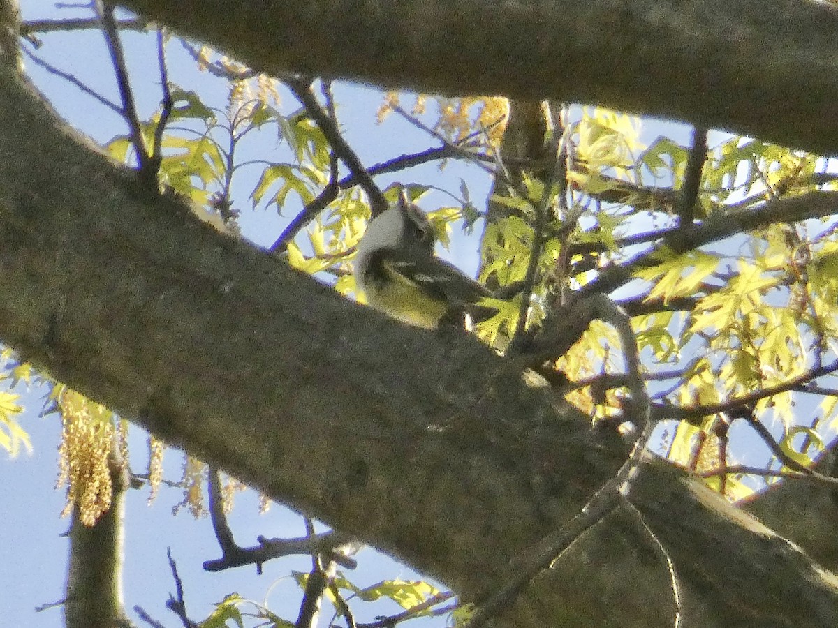 Blue-headed Vireo - John Landon