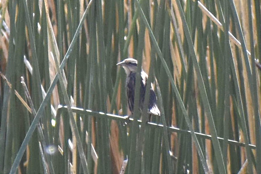 Yellow-winged Blackbird - ML443476641