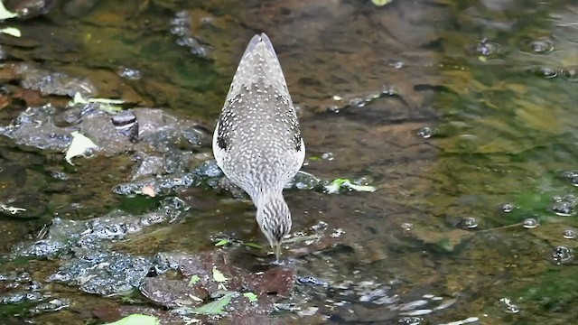 Solitary Sandpiper - ML443477301