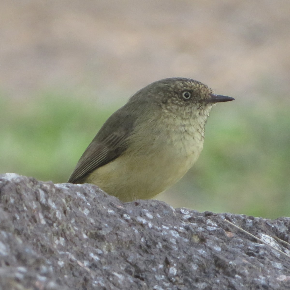 Buff-rumped Thornbill - ML443477771