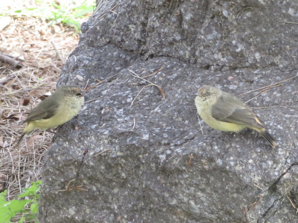 Buff-rumped Thornbill - Amanda Johnston