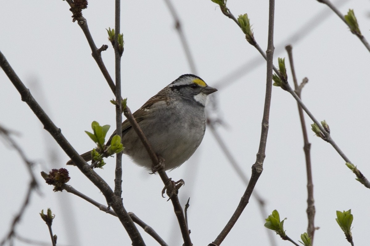 White-throated Sparrow - ML443478131