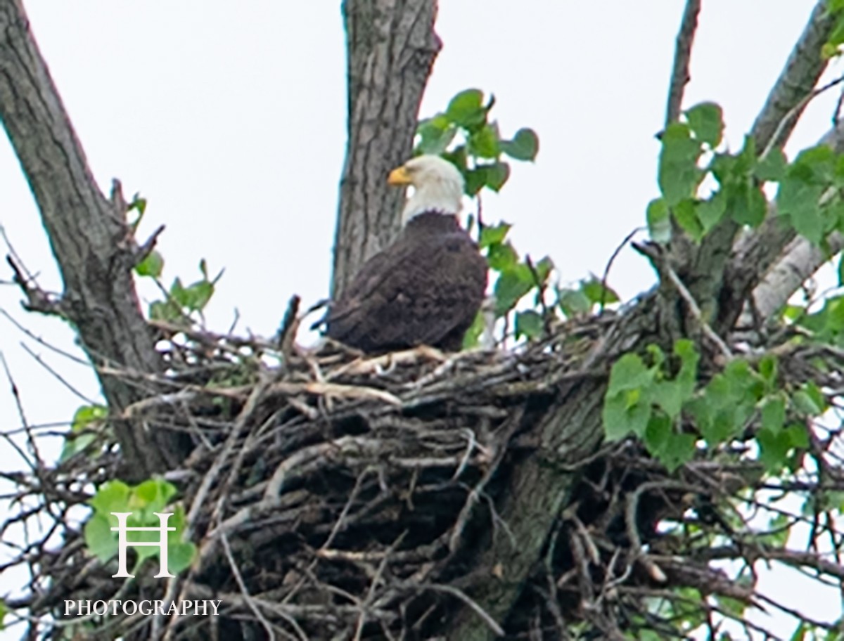 Bald Eagle - ML443478351