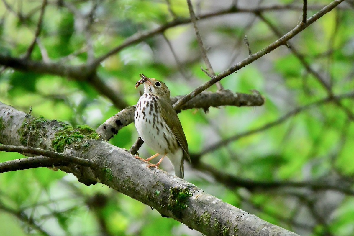 Ovenbird - Seth Honig