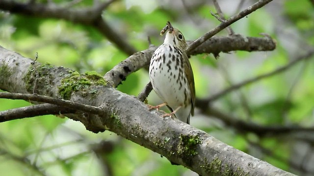 Ovenbird - ML443479161