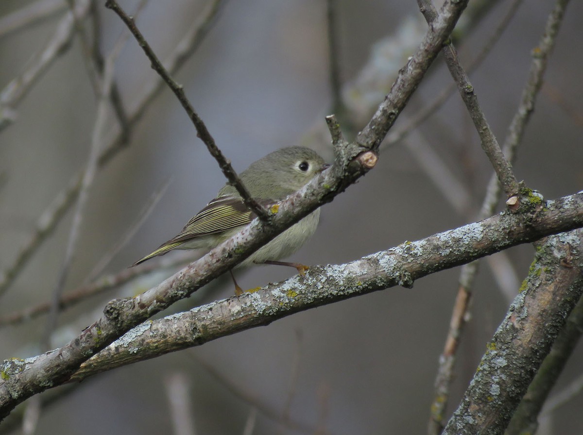 Ruby-crowned Kinglet - ML443479271