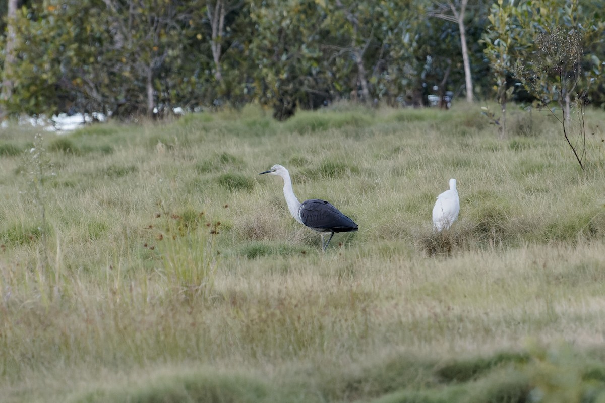 Pacific Heron - ML443479991