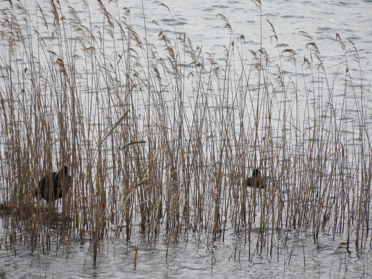 Eurasian Coot - ML443480171