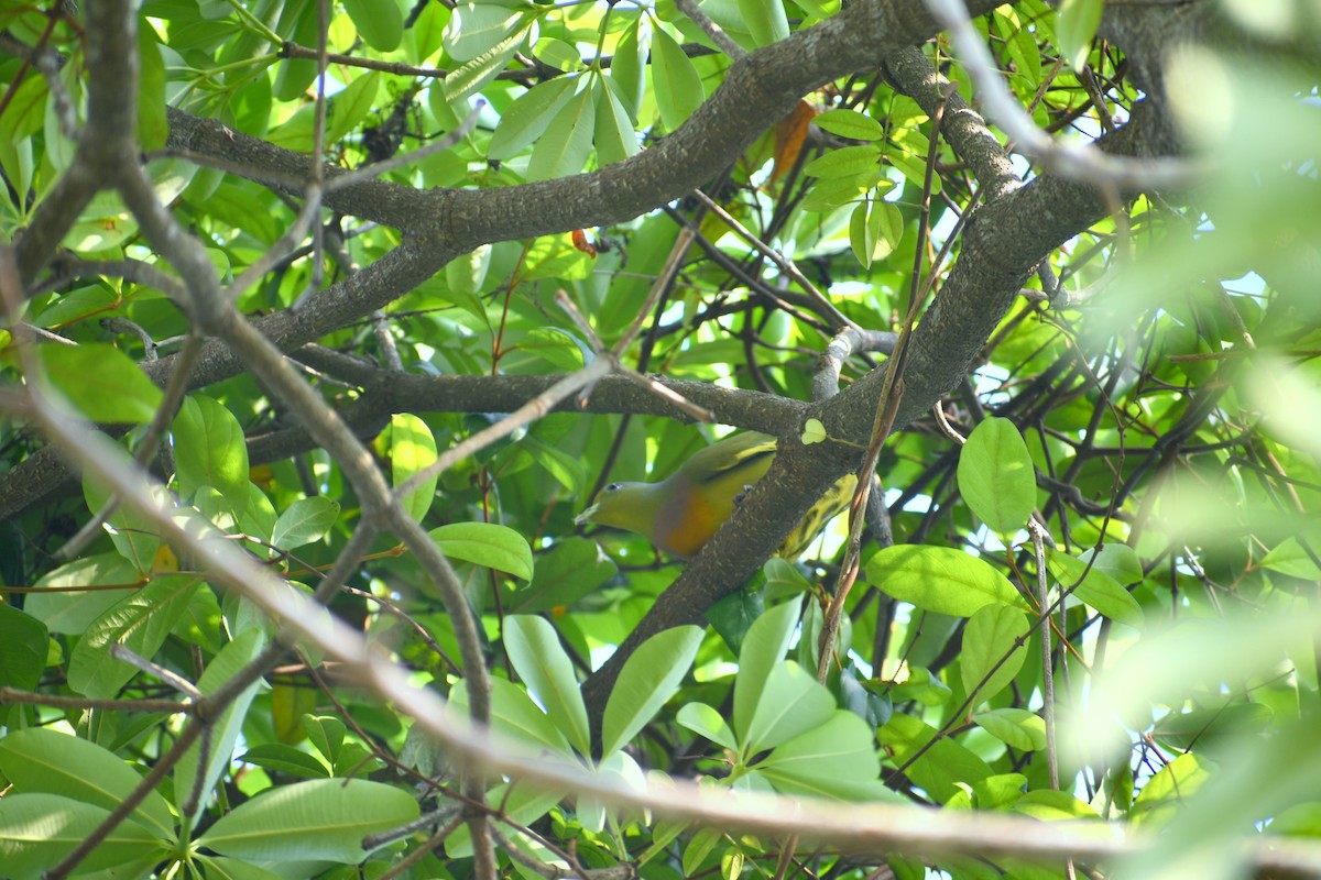 Orange-breasted Green-Pigeon - ML443480461