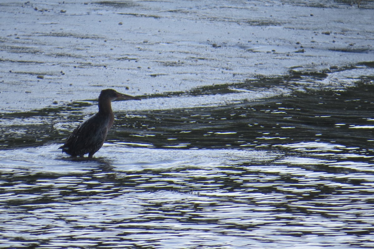 Clapper Rail - ML443482991