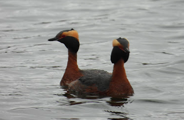 Horned Grebe - ML443483241