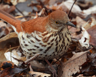 Brown Thrasher - Claudia J Egelhoff