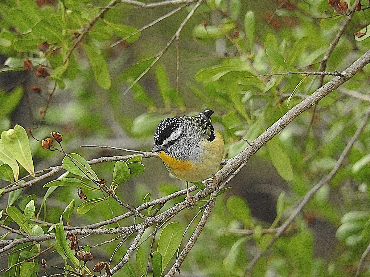 Spotted Pardalote - George Vaughan